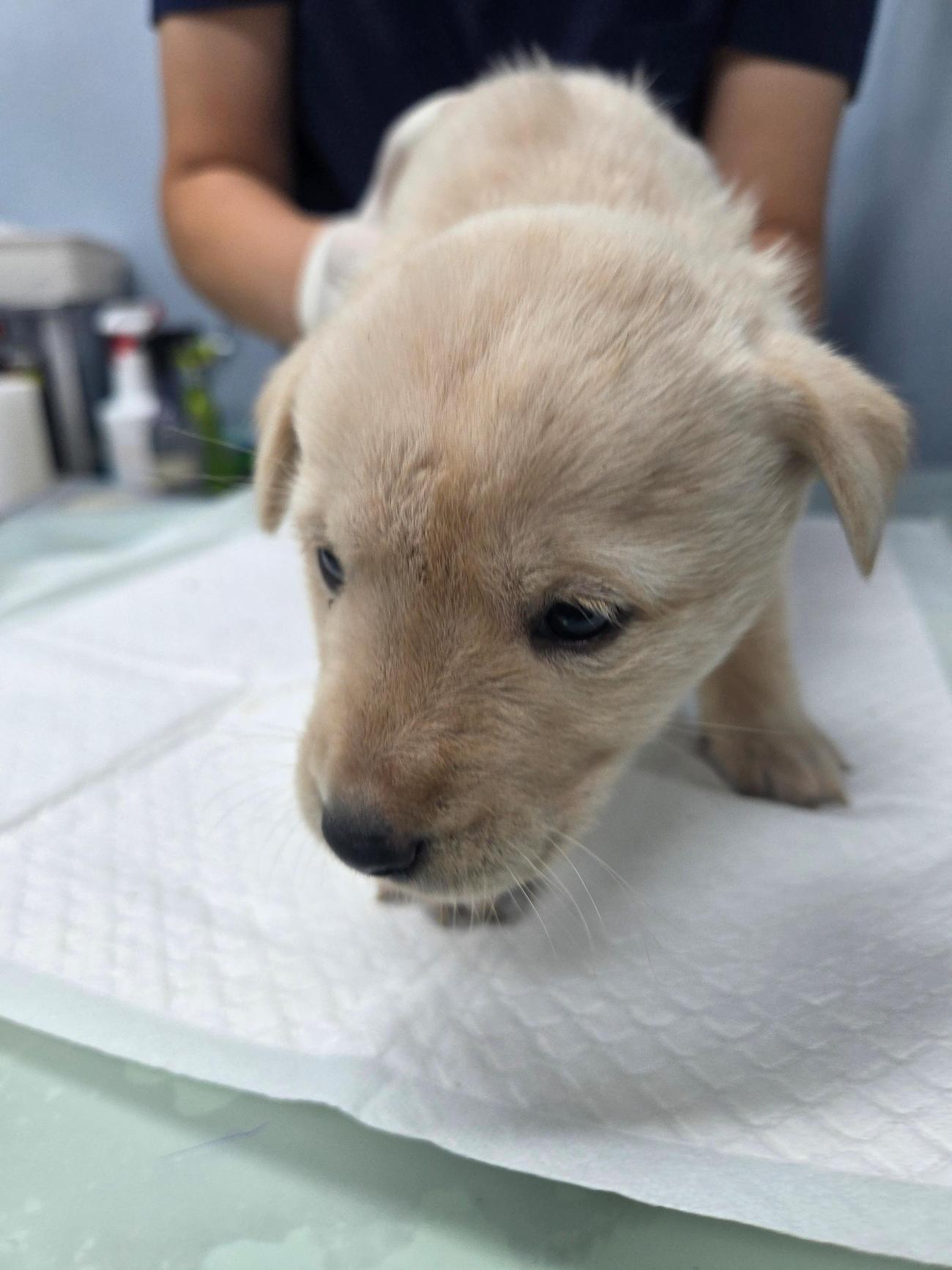 나주유기동물보호센터_446483202501872