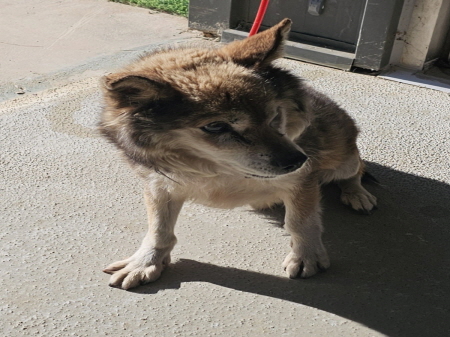 보호중 믹스견의 가…