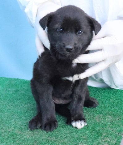 제주 동물보호센터_450650202503058