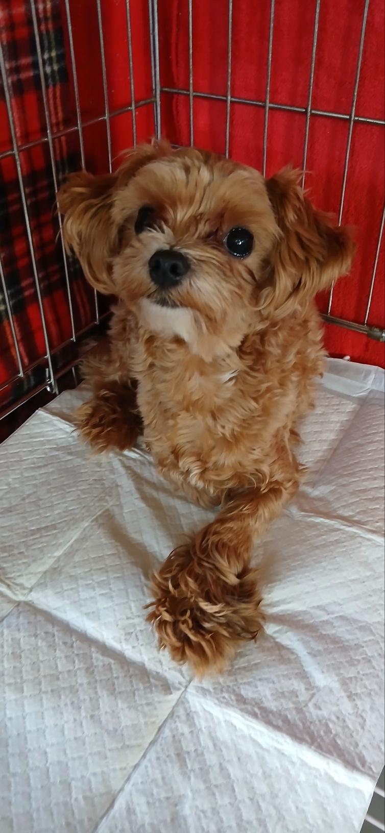 (사)동물보호관리협회_448535202501649