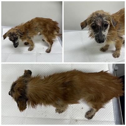 논산시 동물보호센터_444454202501074