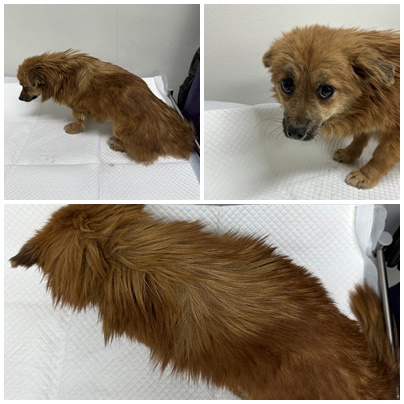 논산시 동물보호센터_444454202501071