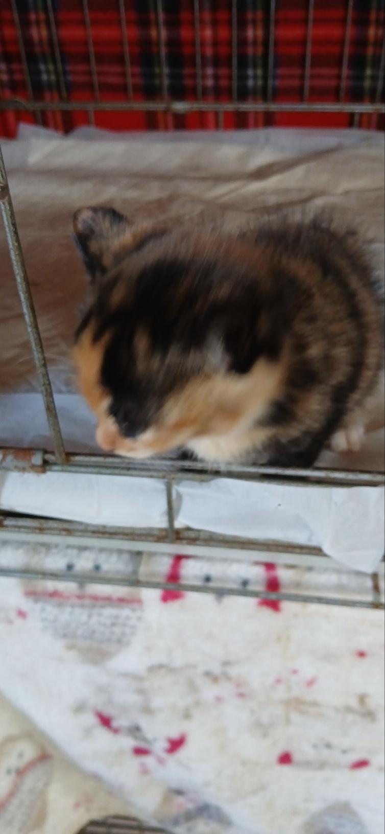 (사)동물보호관리협회_448535202501650