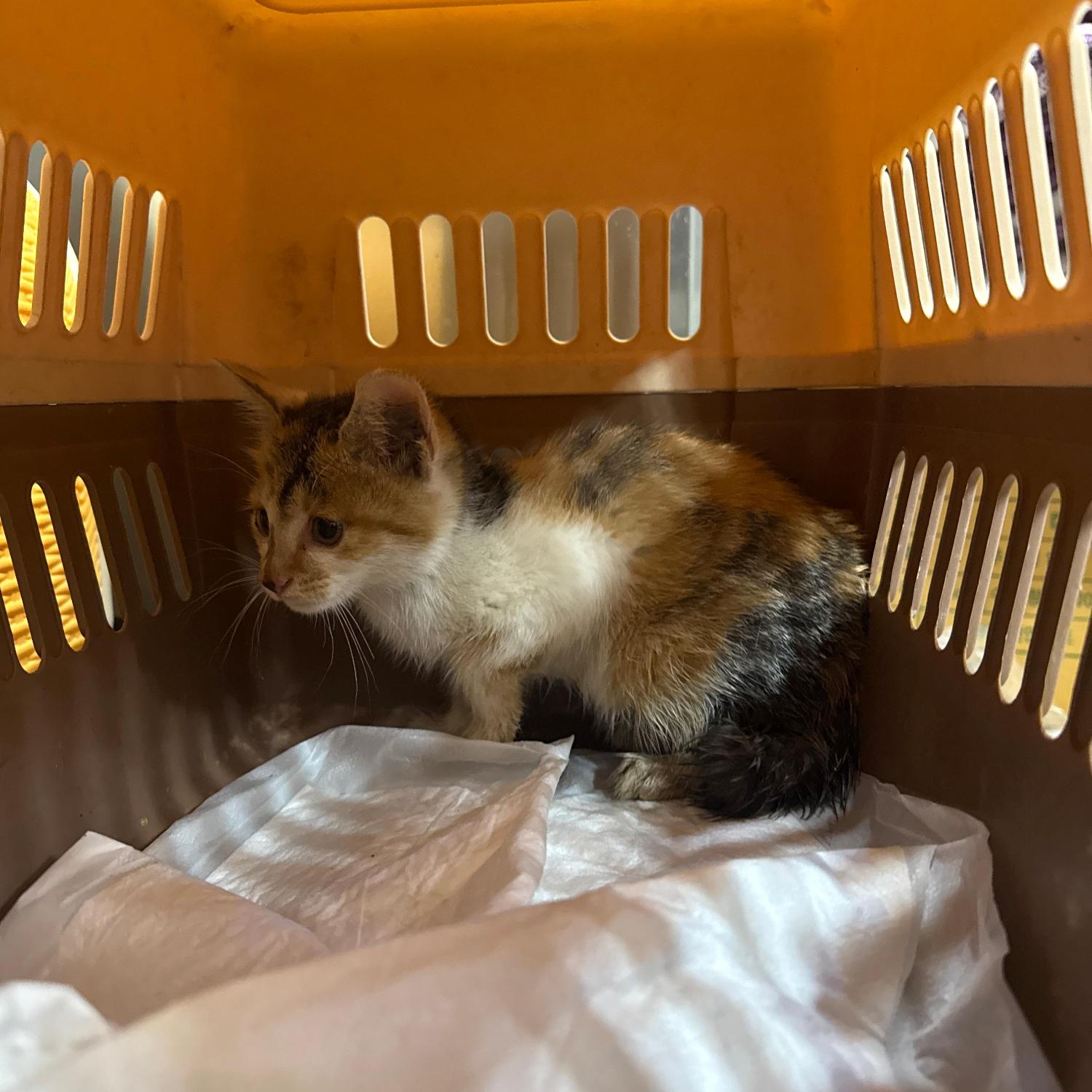 보호중 한국 고양이…