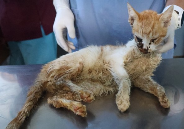 제주 동물보호센터_450650202503062