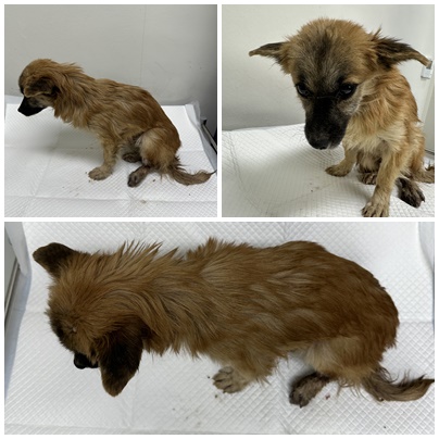 논산시 동물보호센터_444454202501073