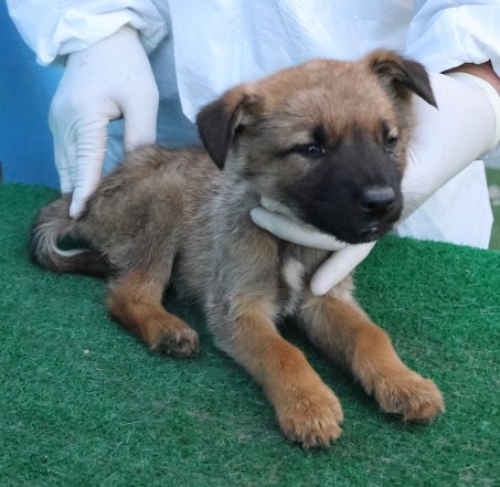 제주 동물보호센터_450650202503060