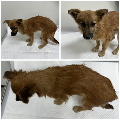 보호중 믹스견의 가…