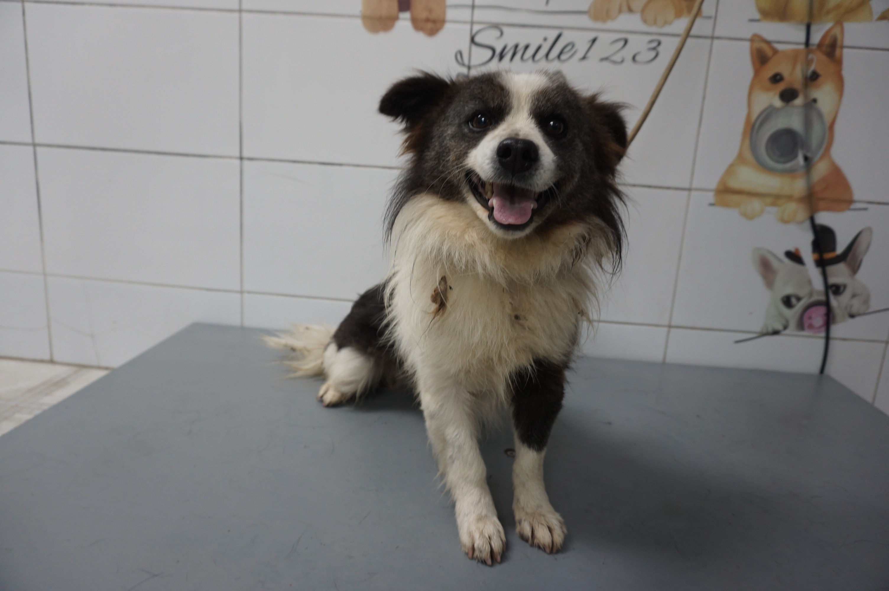 가평군유기동물보호소_441416202500578