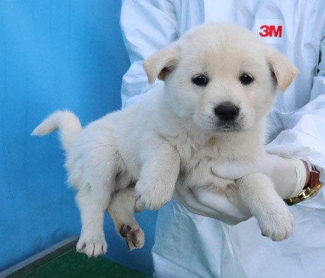 보호중 믹스견의 가…