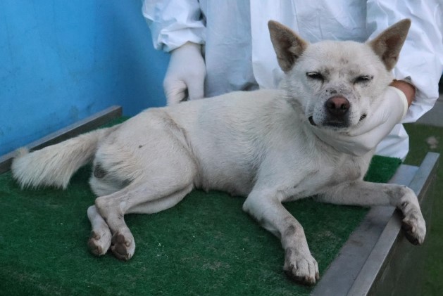 제주 동물보호센터_450650202503059