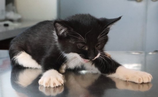 제주 동물보호센터_450650202503063