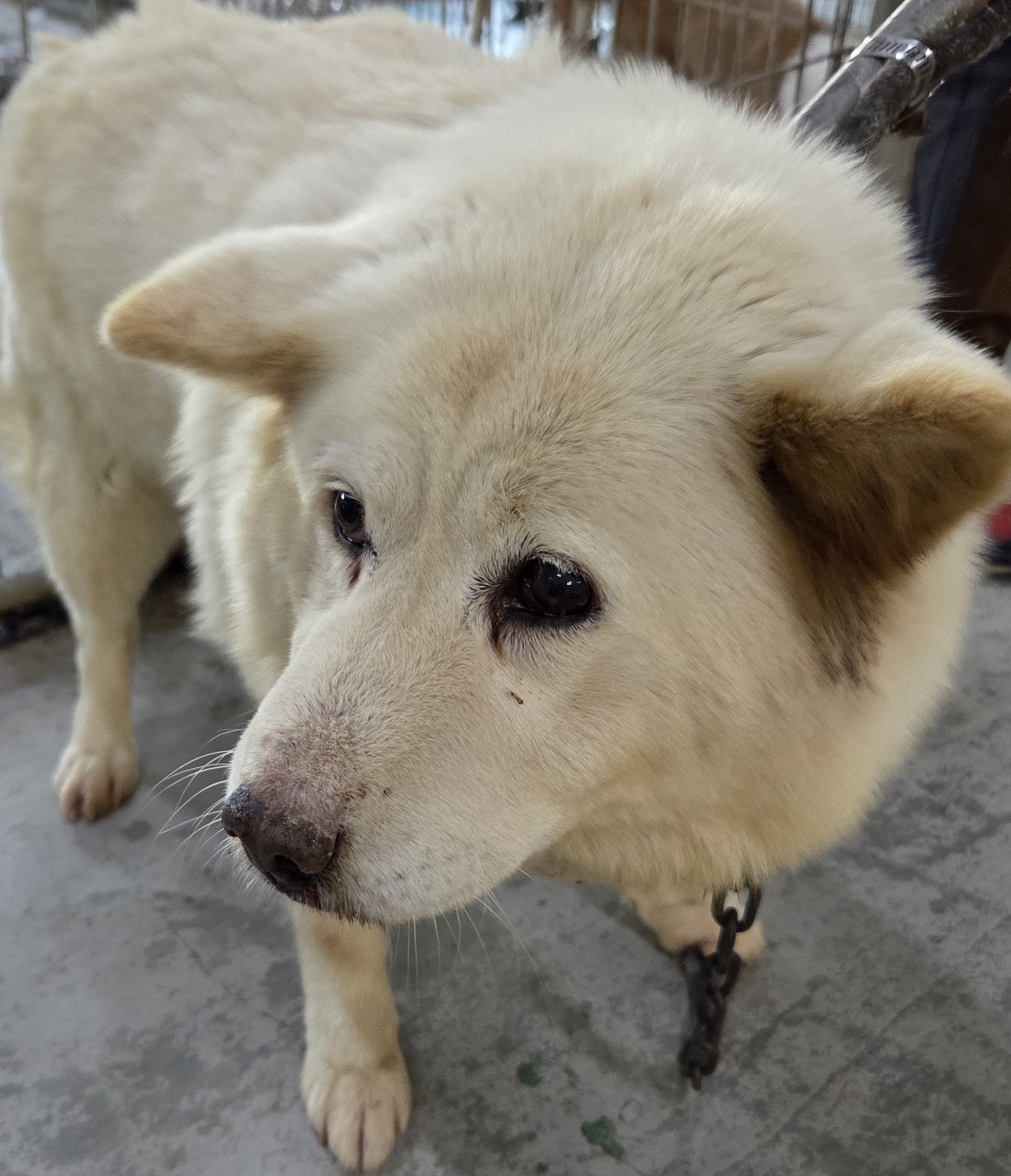 인천광역시수의사회_428353202501109