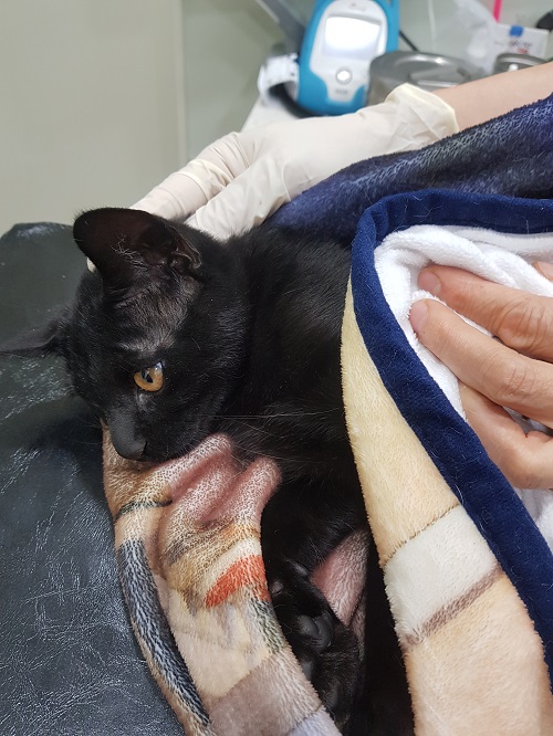 종료(입양) 한국 …