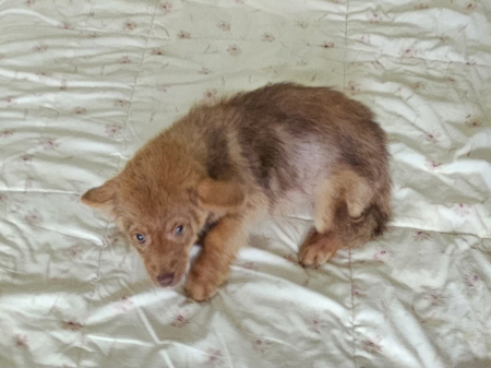 종료(자연사) 믹스…