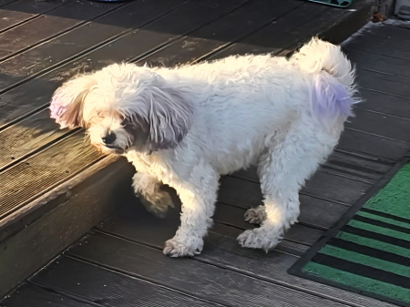 종료(반환) 말티즈…