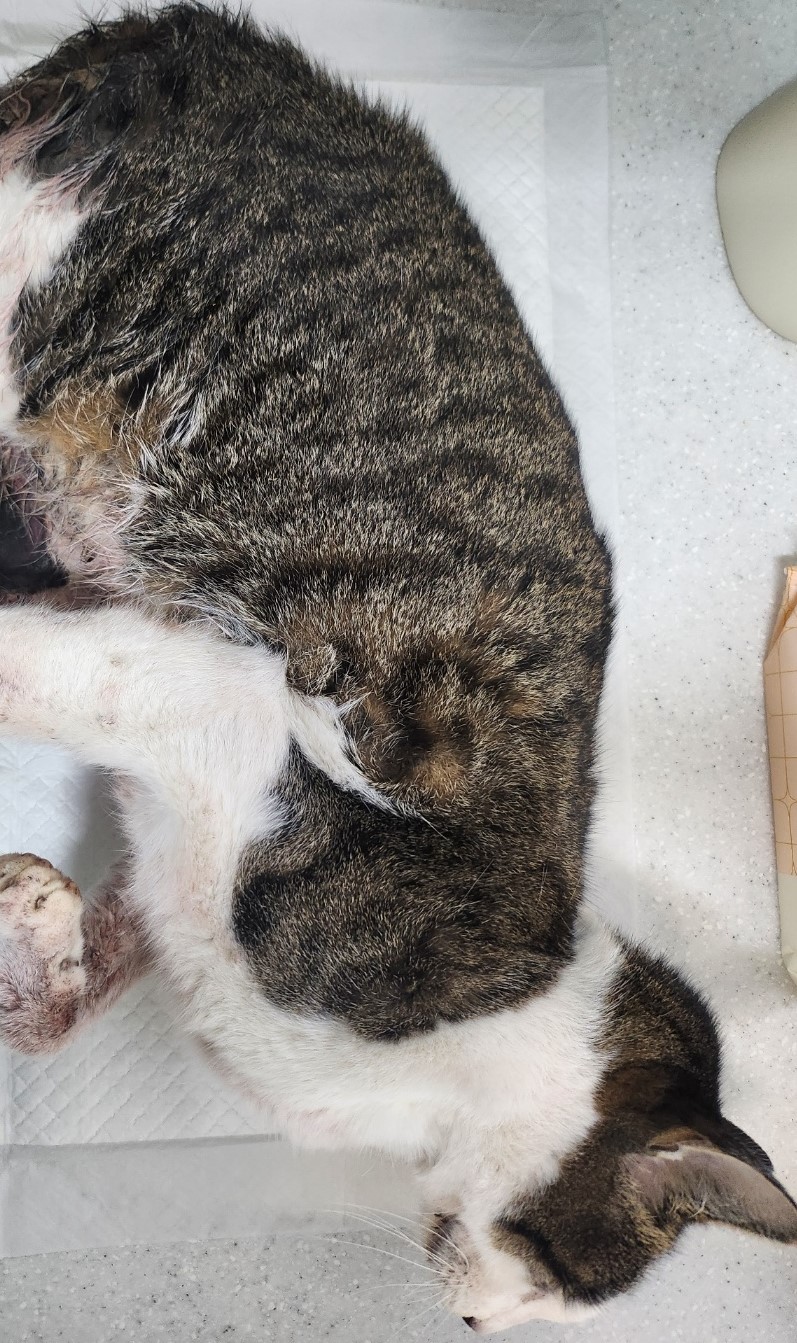 종료(자연사) 한국…