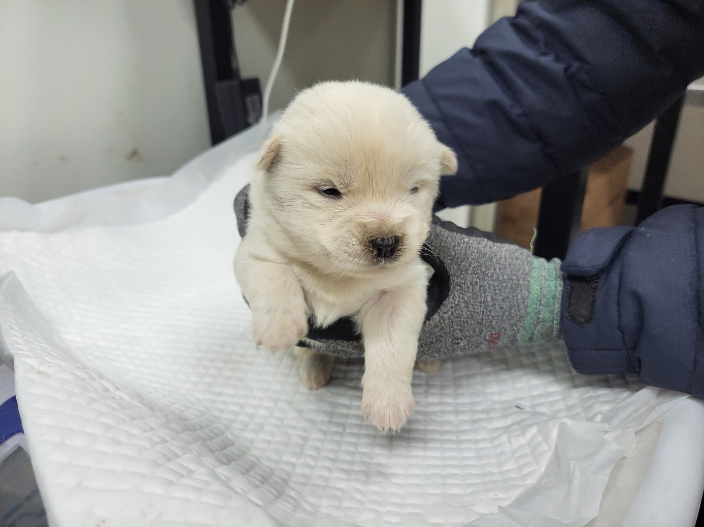 고양시동물보호센터_441394202502431