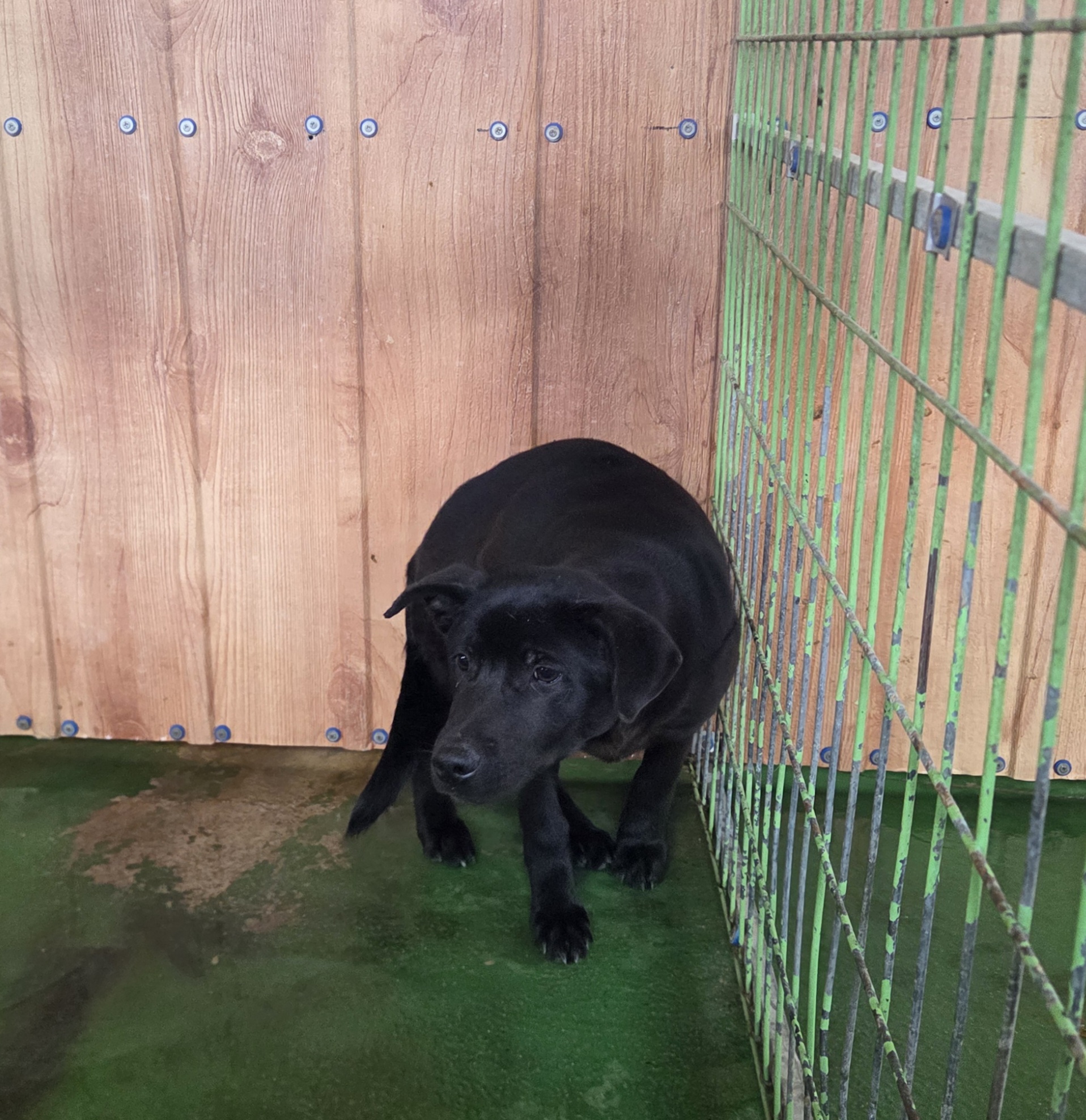 나주유기동물보호센터_446483202501875