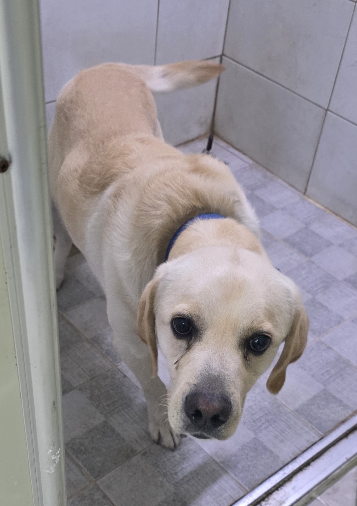 대구유기동물보호센터_427342202500871