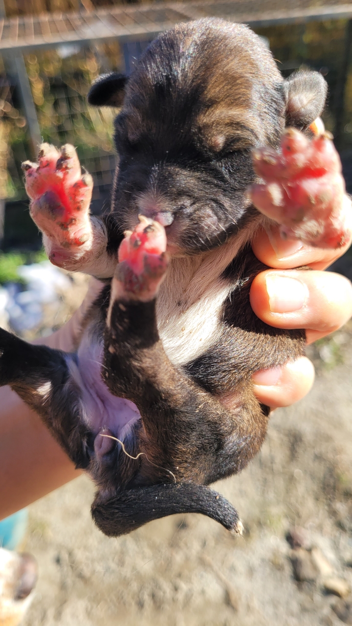 종료(기증) 믹스견…