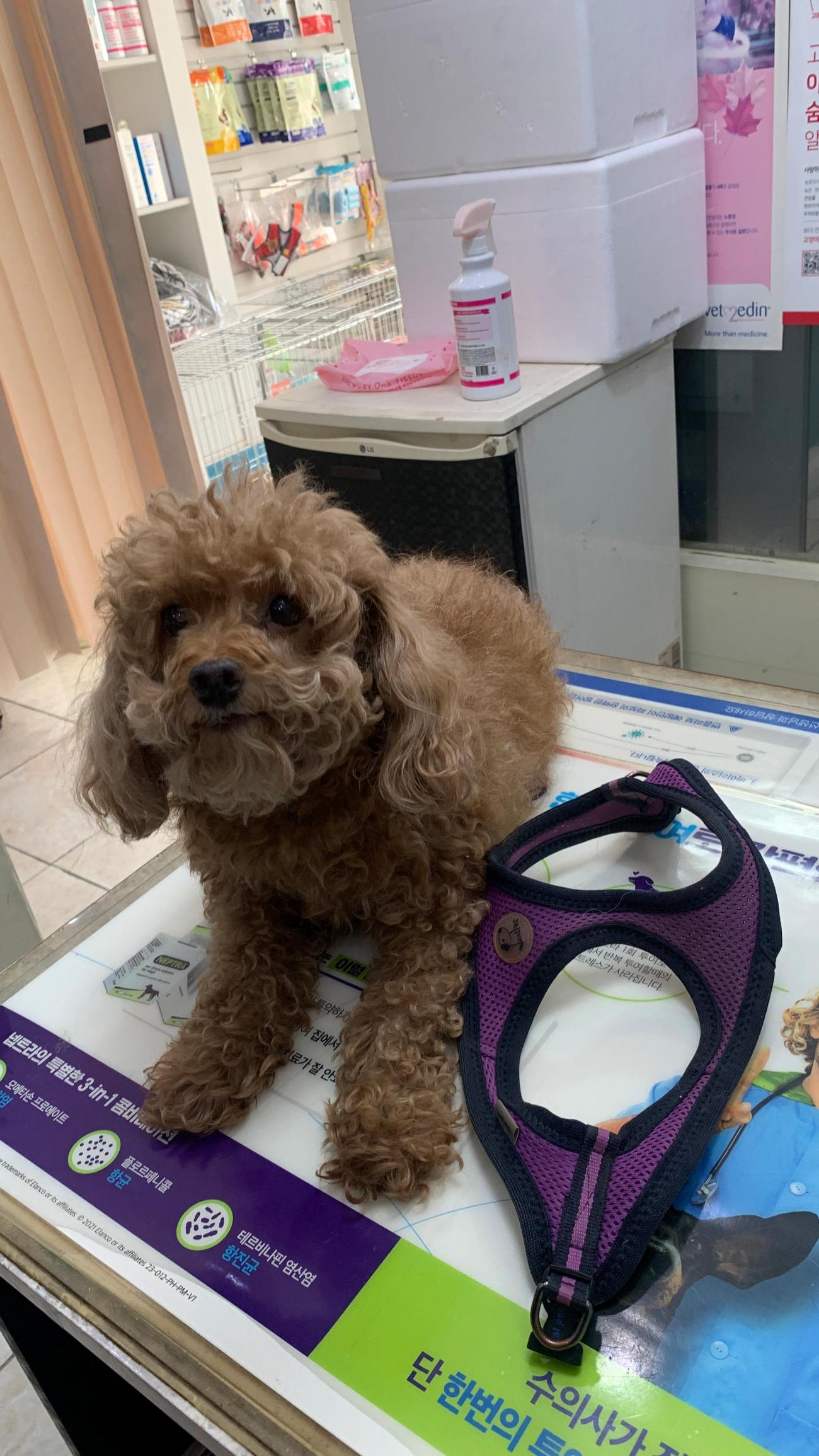 늘푸른동물병원_428354202501185