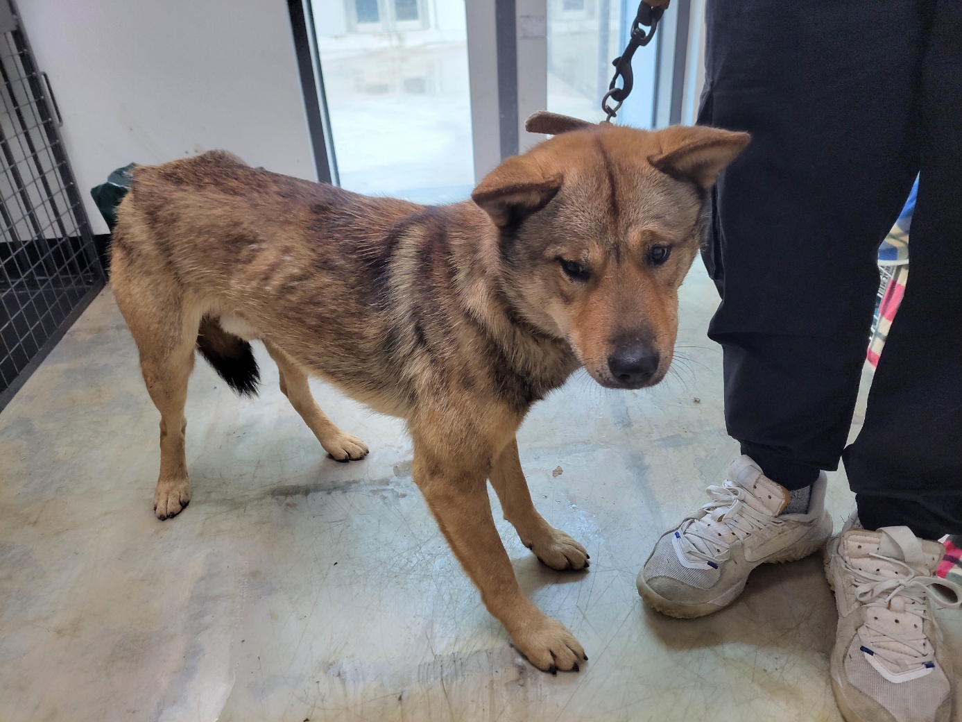 고양시동물보호센터_441394202502436