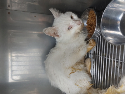 (사)동부동물보호협회_426331202500505