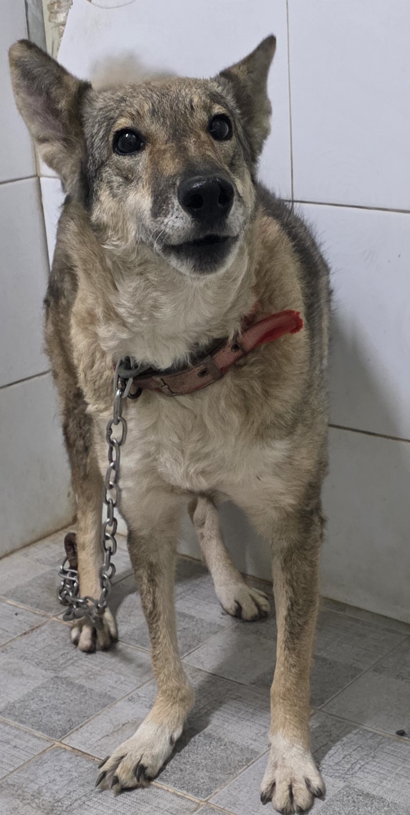 보호중 믹스견의 가…