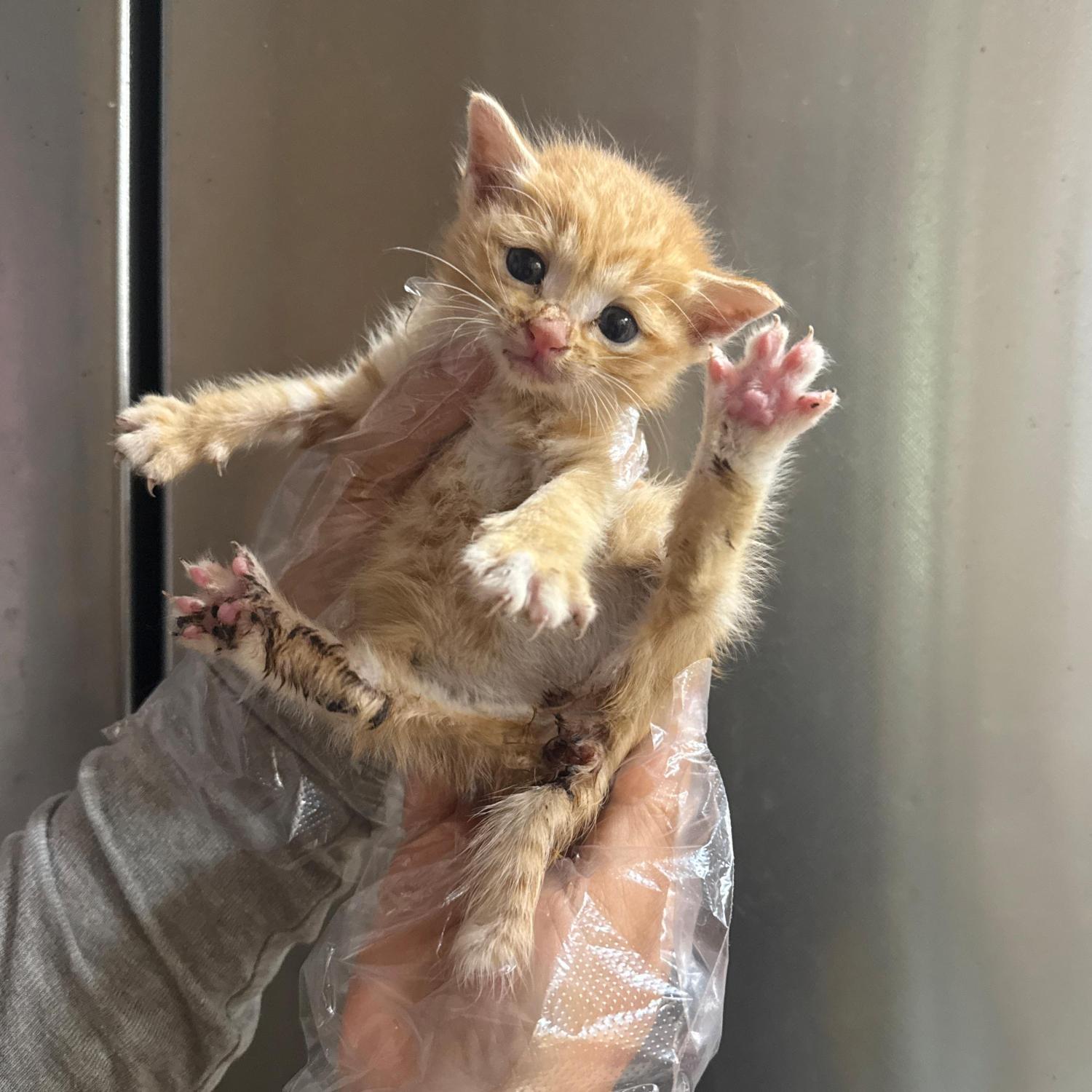 울산유기동물보호센터_431372202500688