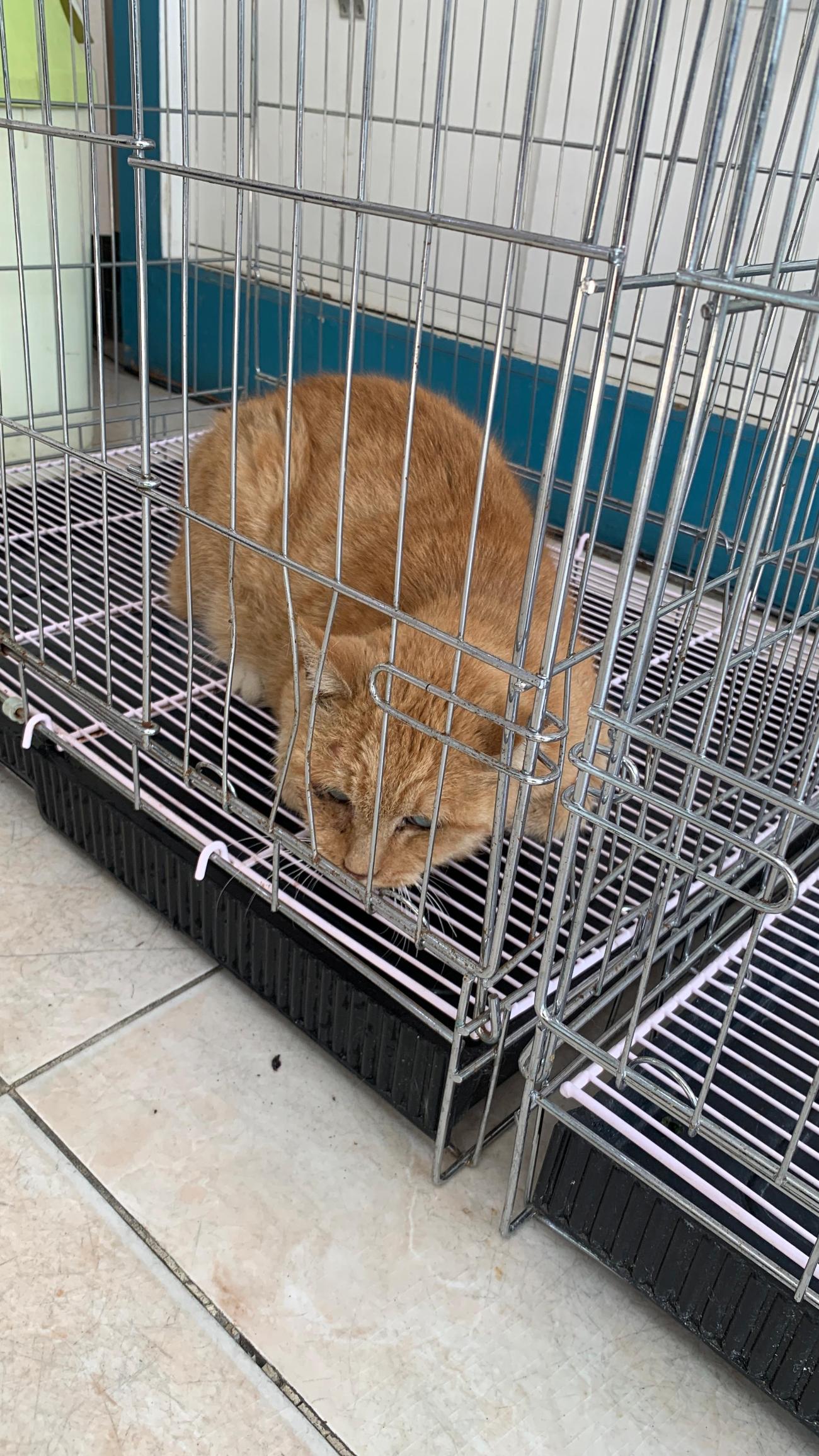 보호중 한국 고양이…