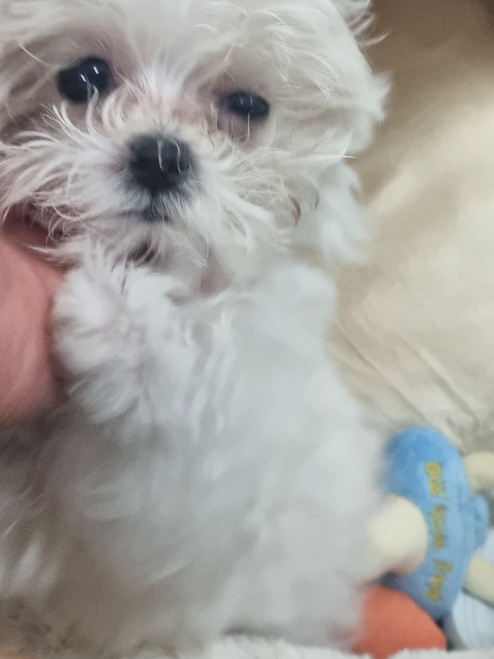 종료(입양) 믹스견…