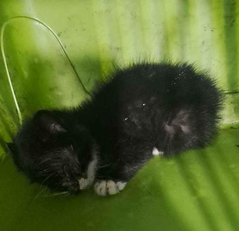 종료(자연사) 한국…