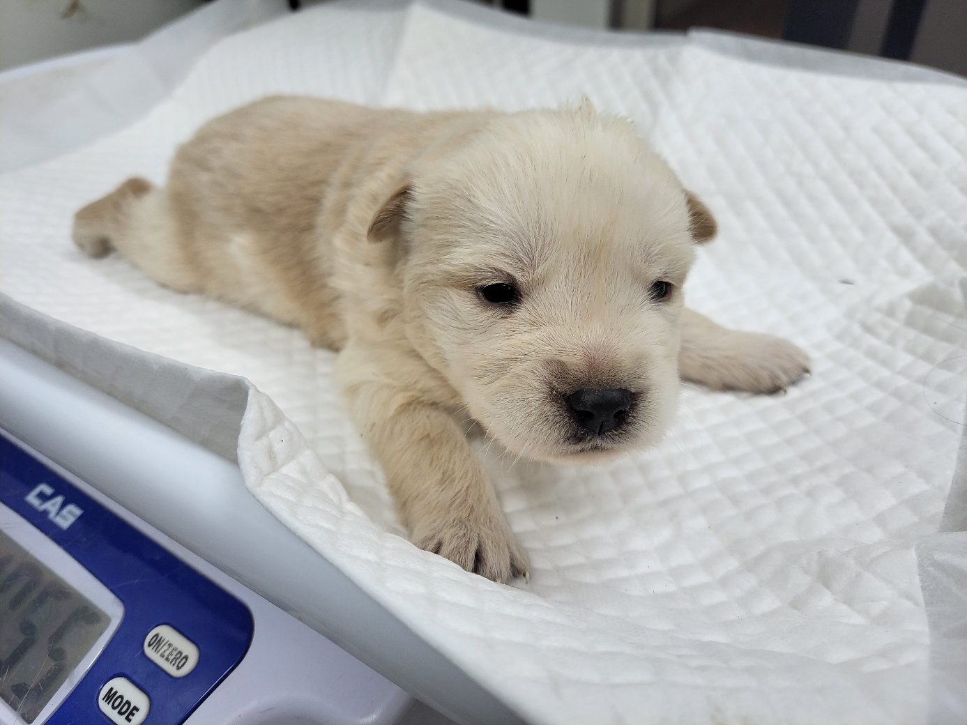 고양시동물보호센터_441394202502430