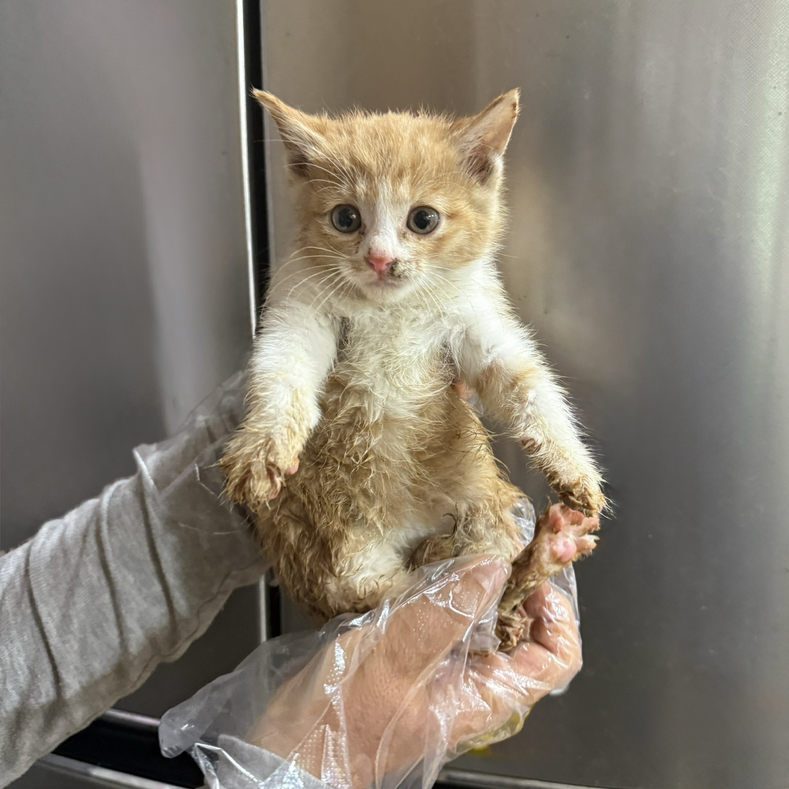 종료(자연사) 한국…