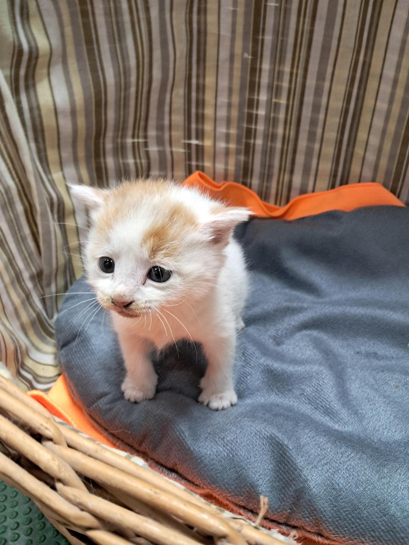 강남동물병원_431370202500891