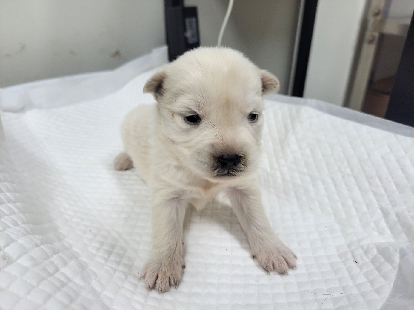 보호중 믹스견의 가…