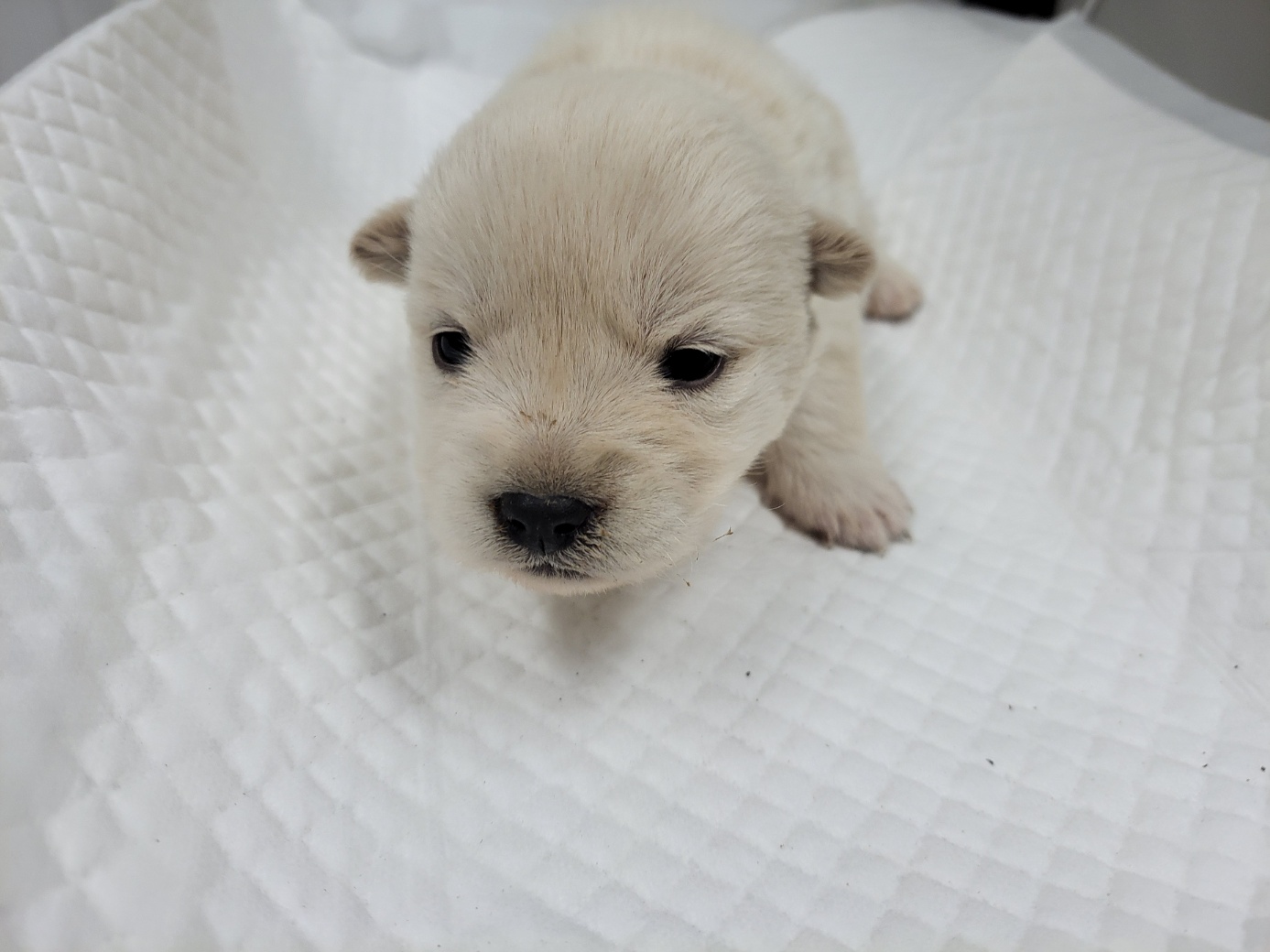 고양시동물보호센터_441394202502433