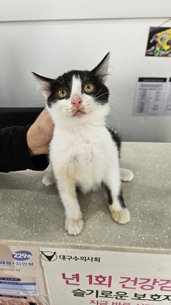 대구시수의사회(삼성)_427343202501062