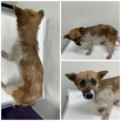 논산시 동물보호센터_444454202501075