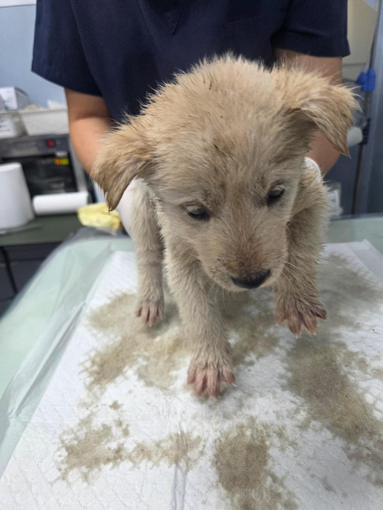 보호중 믹스견의 가…