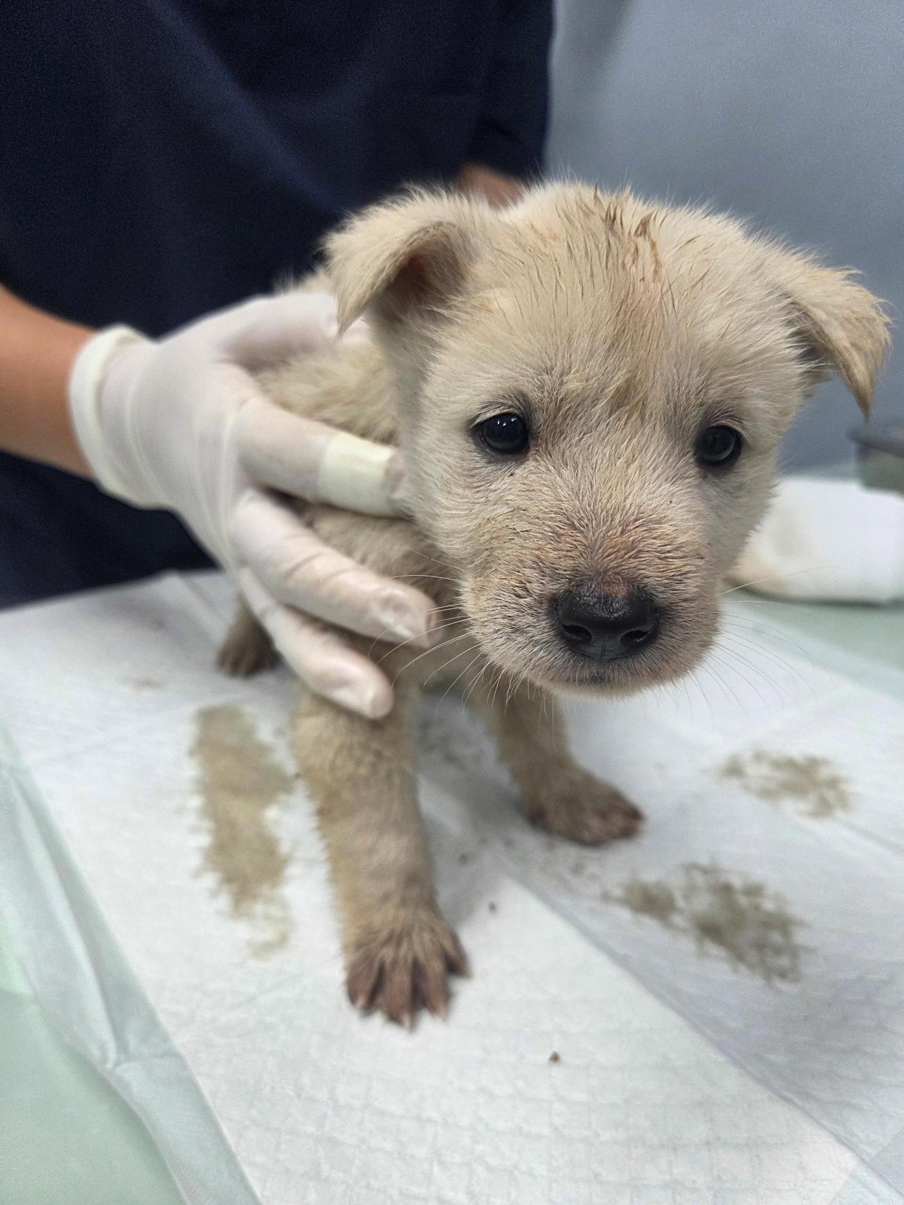 보호중 믹스견의 가…