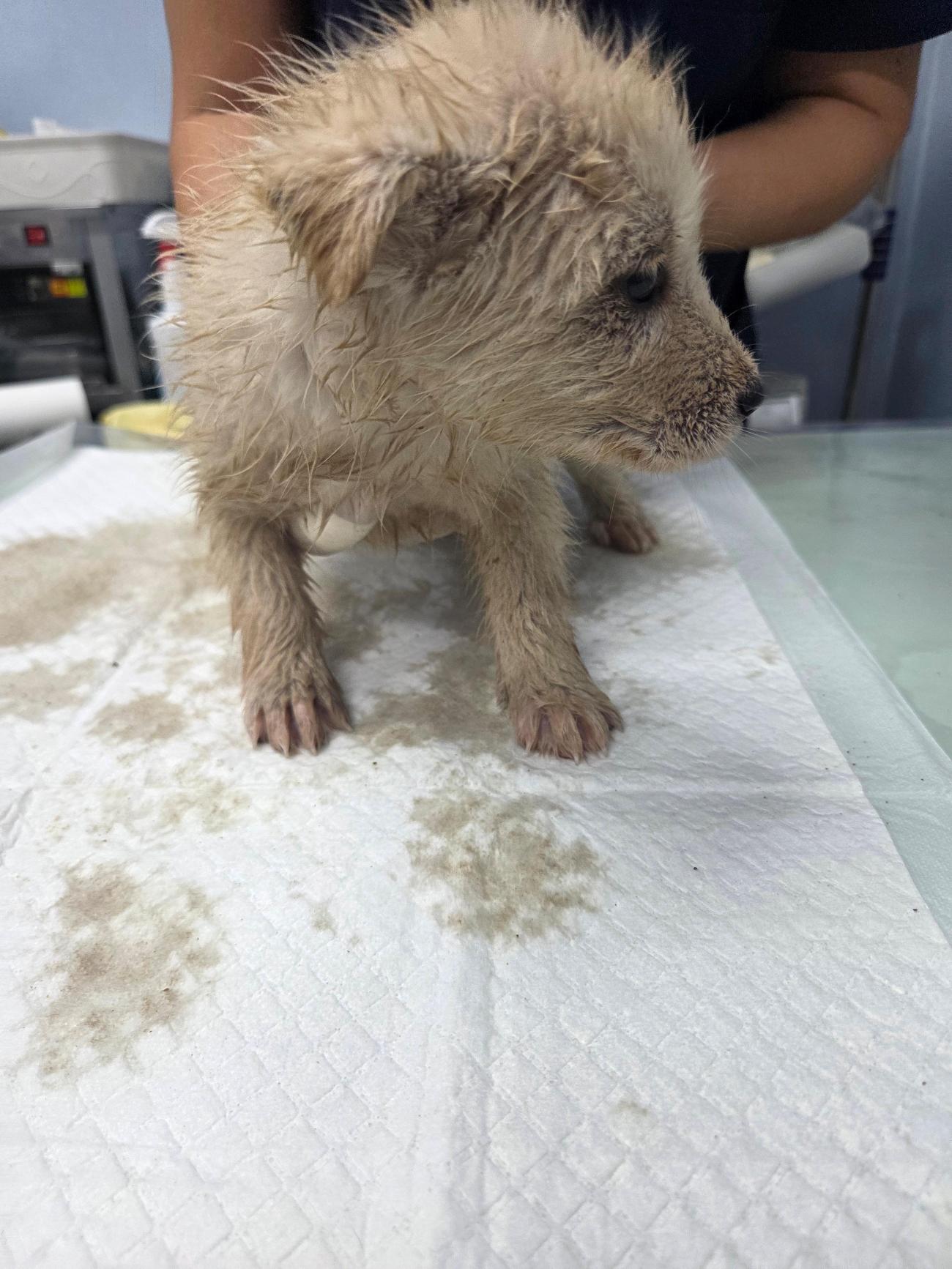 나주유기동물보호센터_446483202501881