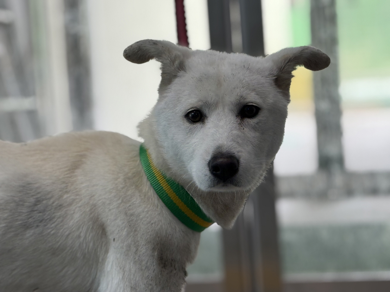 종료(반환) 믹스견…