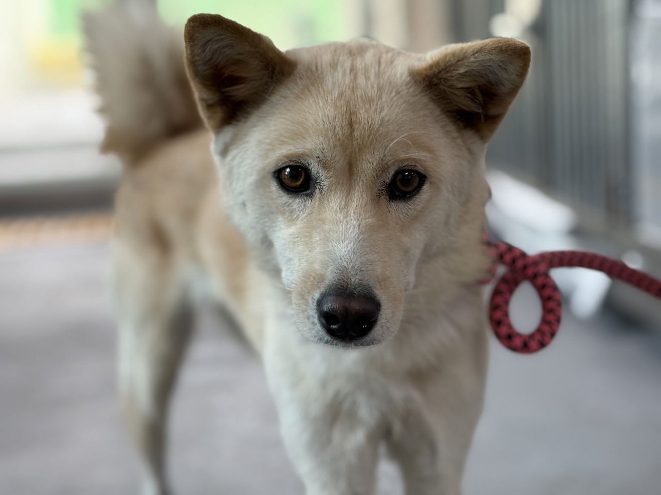 광주동물보호센터_429362202500876