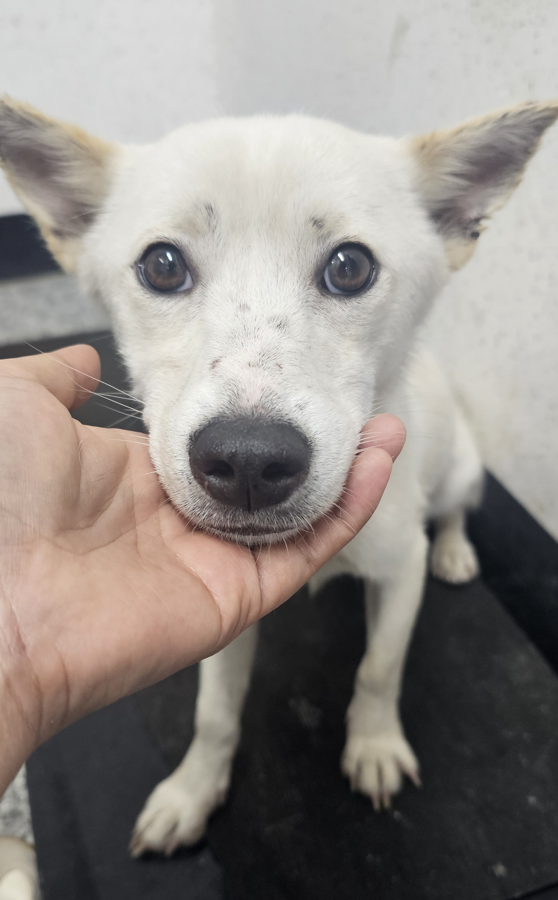 보호중 믹스견의 가…