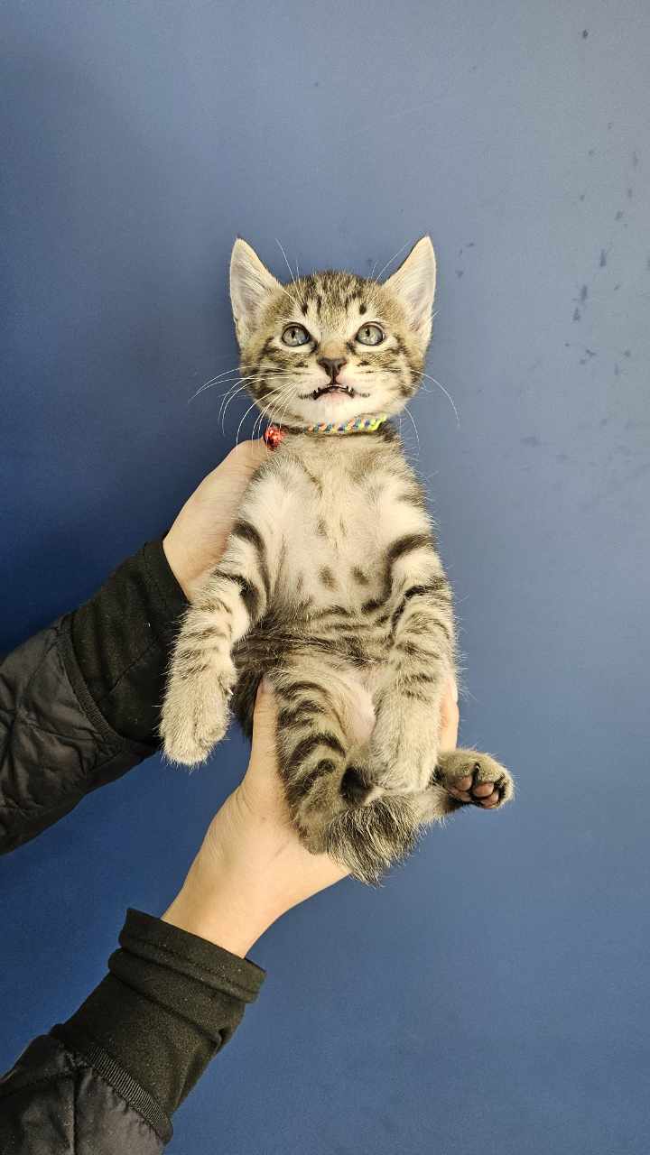 대구시수의사회(삼성)_427343202501061