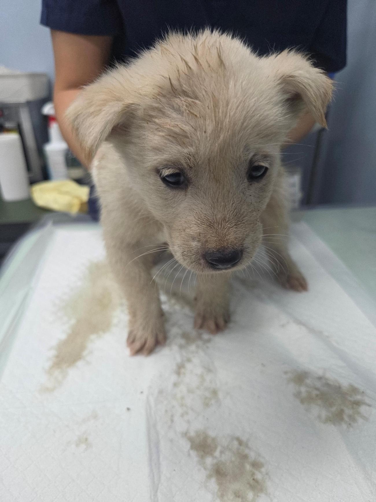 보호중 믹스견의 가…