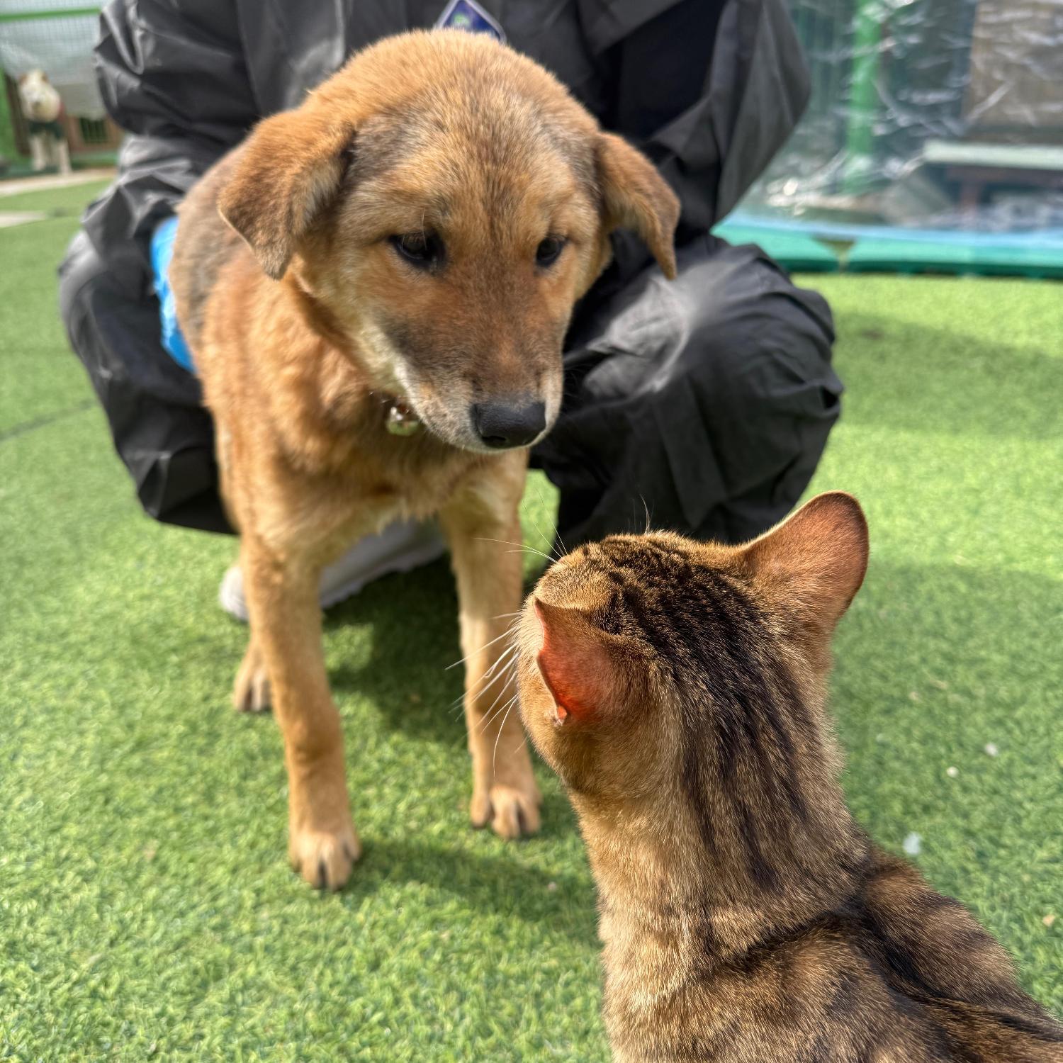 보호중 믹스견의 가…