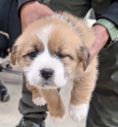 양구군유기동물보호소_442432202500138